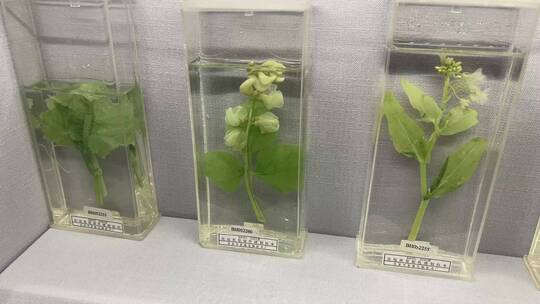 装饰用植物标本生物标本