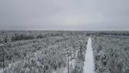 4k风景航拍冬天被大雪覆盖的森林