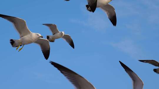 海鸥 海鸟 海鸥飞翔视频素材模板下载