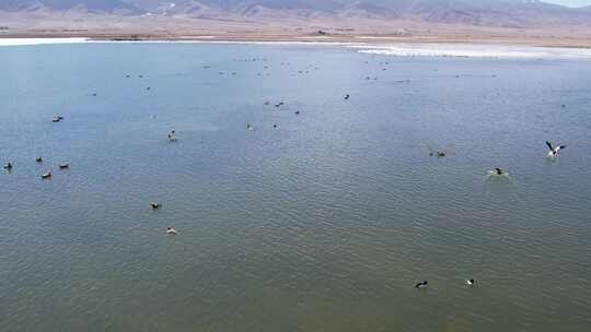 青海青海湖冬季湖面鸟群航拍视频