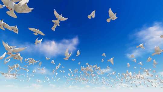 自由飞向蓝天白云的白鸽