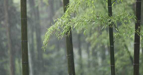 下雨天竹林竹叶唯美意境禅意空镜升格