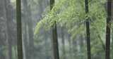 下雨天竹林竹叶唯美意境禅意空镜升格高清在线视频素材下载