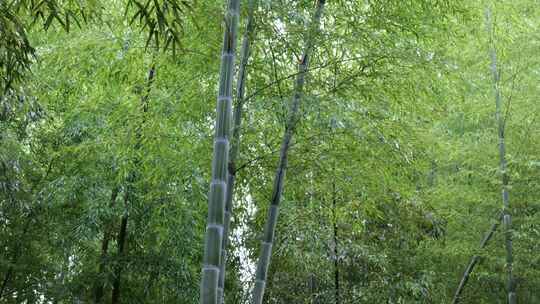 竹林竹叶禅意下雨天唯美空镜