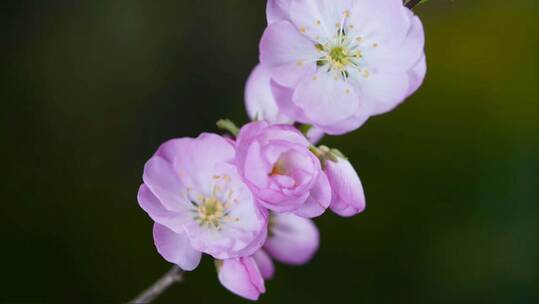 花朵 花 花开 延时 春天视频素材模板下载