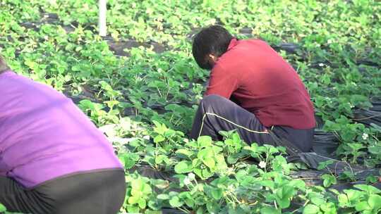 草莓 温室大棚 草莓苗 草莓秧