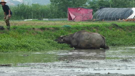 春天农村亚洲水牛耕田犁地