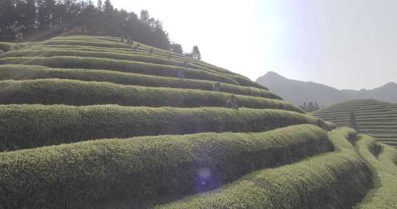 茶山 茶园 采茶