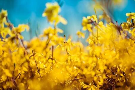 花园秘密 神秘 自然 花园 秘密 春天