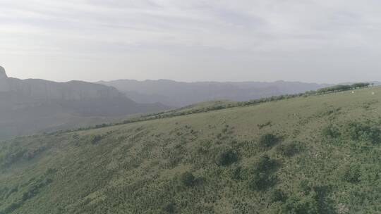 航拍高山草甸牛羊60帧原素材