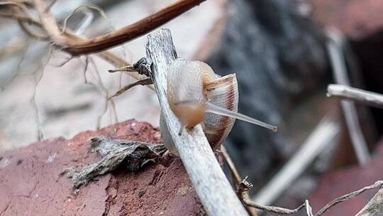 爬行的小蜗牛
