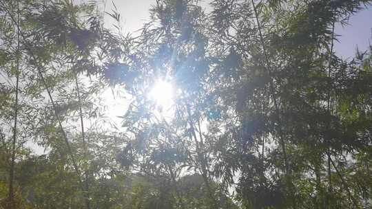 阳光穿透竹林