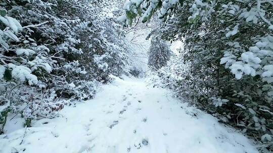 大雪后的森林