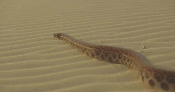 大蛇嘶嘶作响的特写镜头，它的舌头滑过沙滩