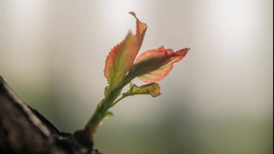 植物发芽生长延时