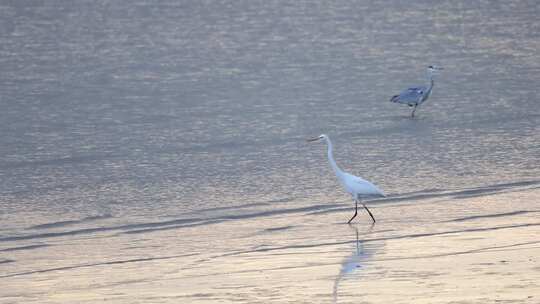 白鹭在深圳湾公园滩涂觅食