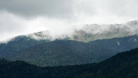 高山森林雨林云雾缭绕