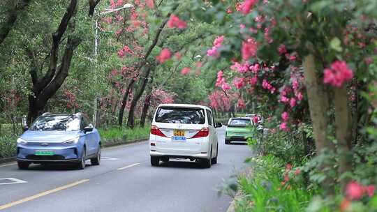 开满鲜花的公路，深圳香山中街车流