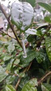 草花上的水残枝败叶上的水珠冰水滴风中