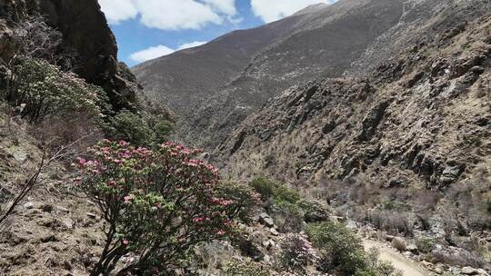 漫山杜鹃花