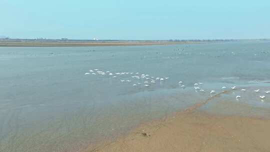 岳阳东洞庭湖保护区候鸟迁徙