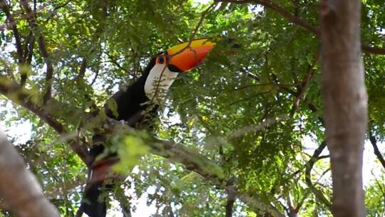 树上觅食的巨嘴鸟视频素材模板下载