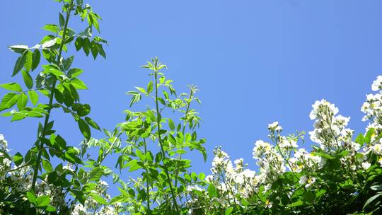 鲜花盛开蓝天天空