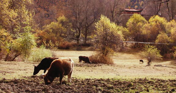 秋日甘孜风景牦牛在林间吃草