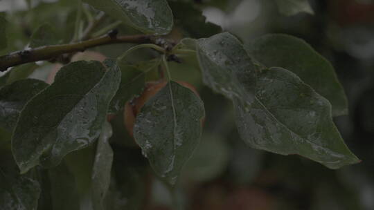 索尼A7S3雨天树叶击打视频素材模板下载