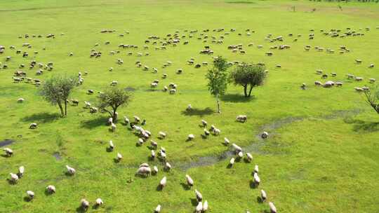 草原羊群 牛群