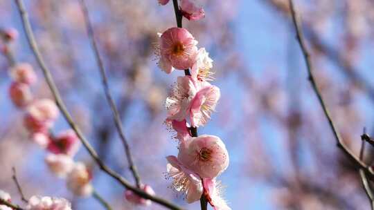 春天盛开绽放的梅花花簇花朵在风中摇摆