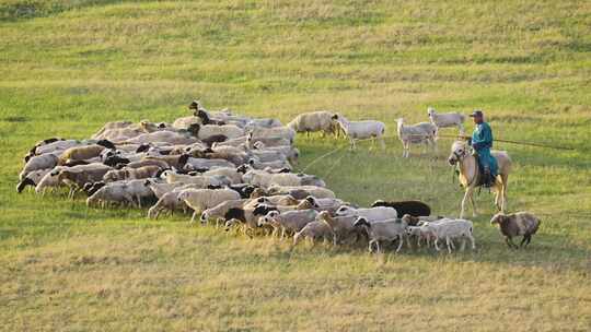 【10条合集】蒙古族民俗文化-156