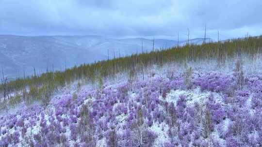 航拍大兴安岭杜鹃花春雪绽放