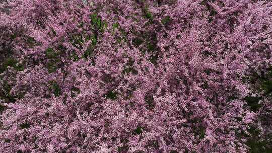 春天公园里大片紫红色梅花盛开