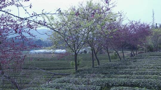 樱花蜜蜂采花和茶园风光视频素材模板下载