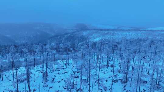 航拍晨曦蓝调林海雪原