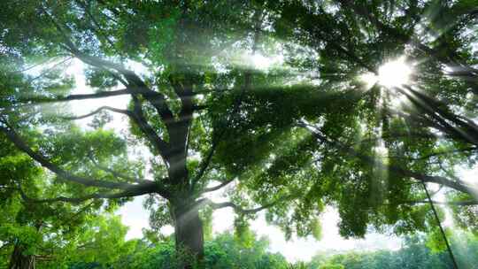 光线阳光穿过森林 树林 树荫 丁达尔光效