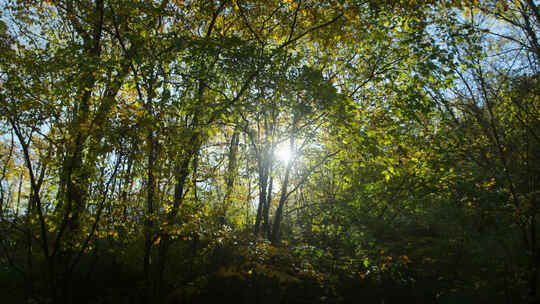 森林阳光透过树梢