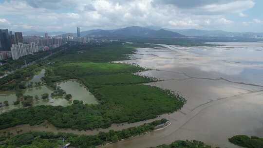 4K航拍深圳福田红树林湿地保护区