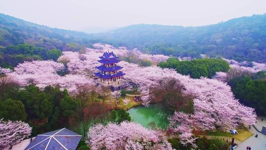 原创航拍江苏无锡太湖鼋头渚樱花谷樱花盛开