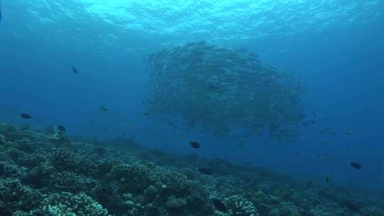 实拍海底世界水下光线led背景视频