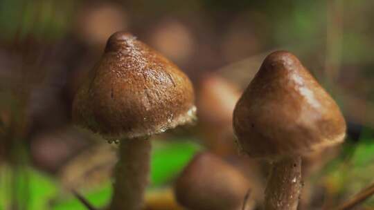 野外草地里还带着露水的小蘑菇