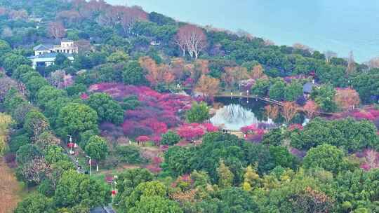 长沙橘子洲梅园梅花航拍