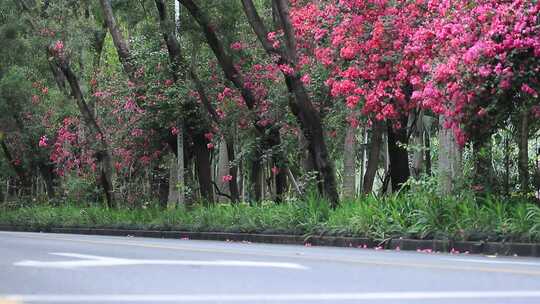 开满鲜花的公路，深圳香山中街车流