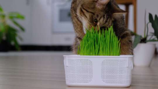 一只小猫在吃猫草