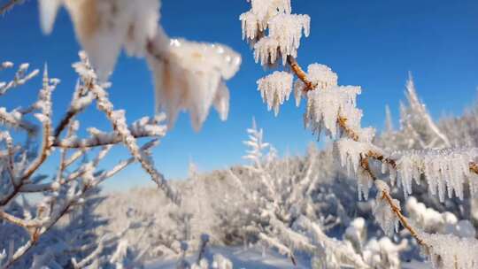 冰雪覆盖的树枝尽显冬日美景