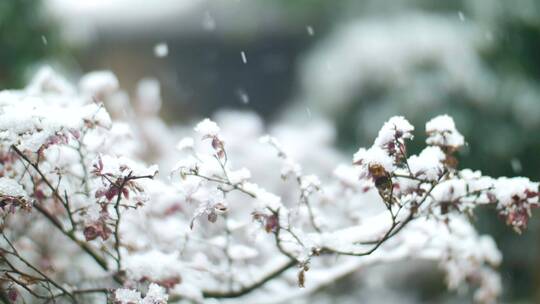 雪中的植物，积雪压在树枝上慢镜头视频素材