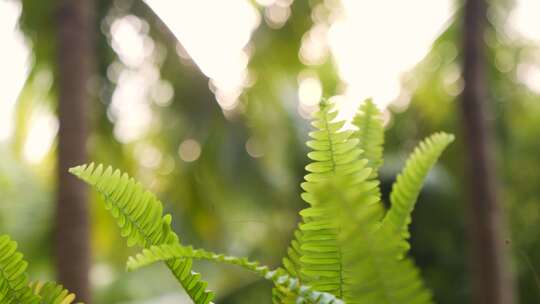 微风吹动叶子摇曳摆动清新绿色大自然