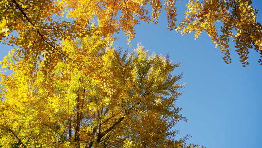 秋天黄色银杏叶美景