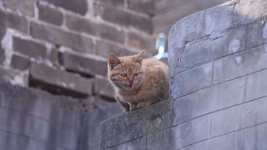 猫咪 小猫 动物 小动物 家畜 猫